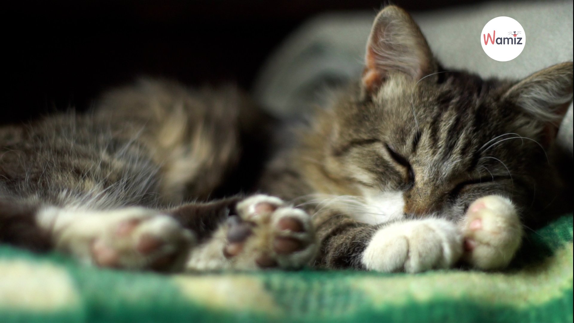 VIDÉOS - Journée internationale du chat : le top 7 des chats DJ