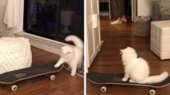 Ce chat sait faire du skateboard, et c'est très drôle !