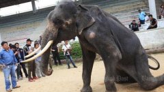 Des éléphants squelettiques forcés de se produire devant des touristes