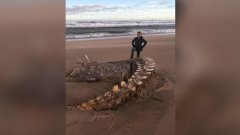 Un mystérieux squelette géant vient d'être retrouvé sur une plage en Écosse suite à la tempête Ciara