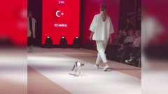 Un chat s'incruste sur le podium pendant un défilé et fait lui même le défilé