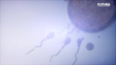 On sait enfin comment nage un spermatozoïde | Futura