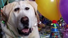 Après avoir été abandonné à cause de son apparence, ce chien avec une déformation faciale a trouvé un foyer aimant