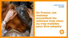 En France, ces maisons accueillent les animaux trop vieux ou trop malades pour être adoptés