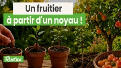 Comment faire germer un noyau de pêche ou d’abricot