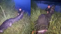 À l'issue d'un combat intense, un pêcheur du Rhône parvient à extraire un silure de 2,62 m de long
