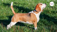 Su perro le olfatea la barriga: semanas más tarde, ¡comienza su peor pesadilla!