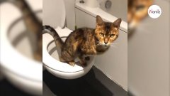 Elle ouvre la porte de la salle de bains, et tombe des nues en voyant ce que fait son chat ! (Vidéo)