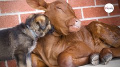 Tras dar a luz, este pastor alemán jamás imaginó tener un cachorro de más de 600 kilos