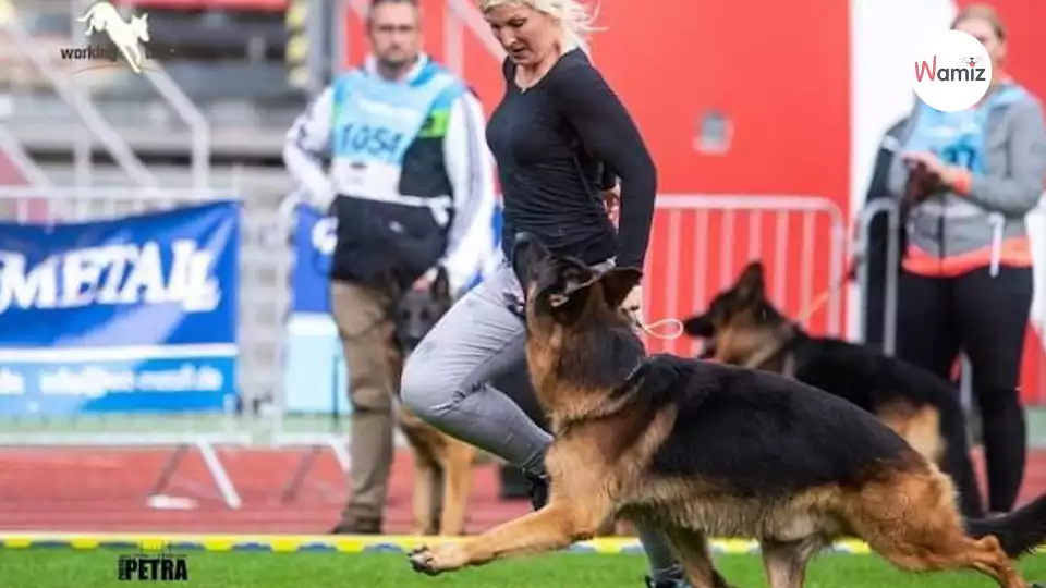 Ce Berger allemand est le plus beau au monde