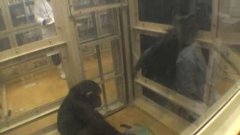 Aide ciblée chez les chimpanzés 2