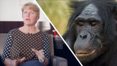 Interview : pourquoi les primates sont-ils si menacés ?