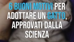 Motivi per adottare un gatto