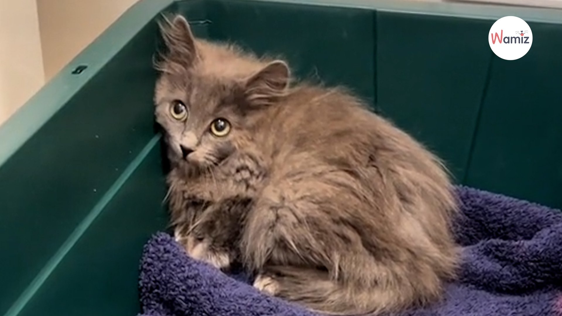Chaton terrifié en pleine nuit la vidéo de son sauvetage a fait pleurer 1,3 millions de personnes