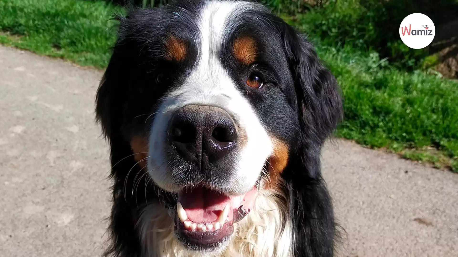 Ce chien bouvier bernois a été pris pour une peluche et a subi plusieurs  abandons : trouvera-t-il enfin sa famille ?