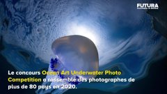 Les plus belles photos sous-marines de 2020 | Futura