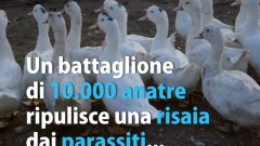 Migliaia di anatre vengono impiegate per ripulire una risaia