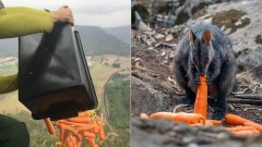 En Australie, des avions parachutent des kilos de nourriture fraîche pour les animaux affamés