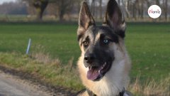 Pastor alemán busca un hogar: cuando lo miran a los ojos, ¡nadie quiere adoptarlo!