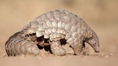 Cinq animaux aux moyens de défense surprenants