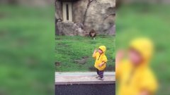 Cet enfant se fait attaquer par un lion dans un zoo