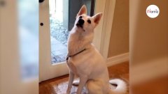 Su perro comienza a ladrar a las 3 de la madrugada, van a ver qué pasa y descubren algo aterrador