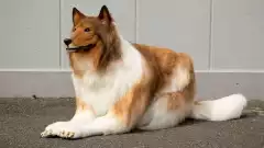 Japon : un homme dépense 14 000 euros pour un costume de chien grandeur nature afin de se transformer en animal