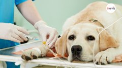 Quels sont les conseils principaux à appliquer en cas d'urgence pour mon animal de compagnie