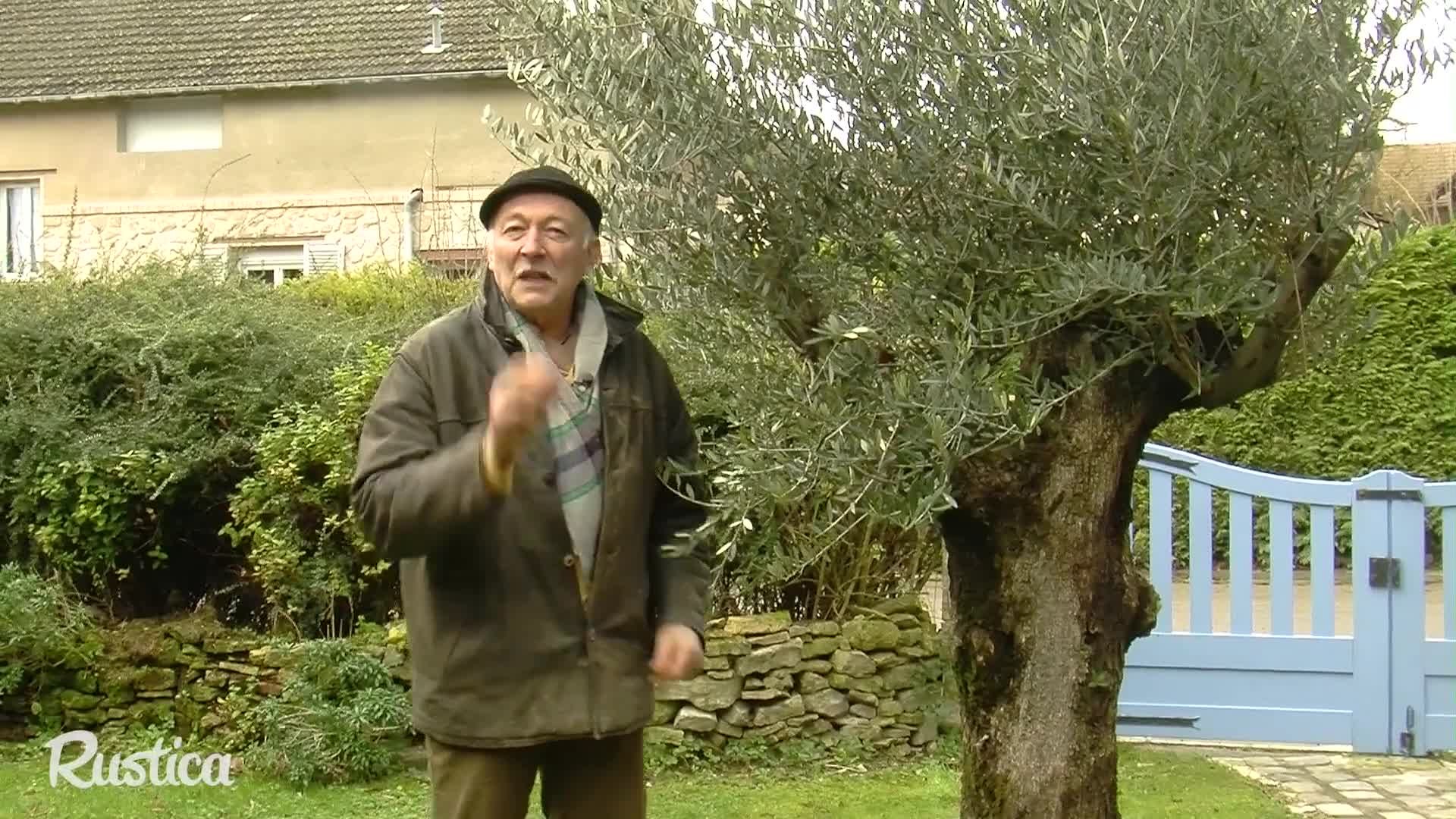 Protéger de l'hiver : l'olivier - Gamm vert