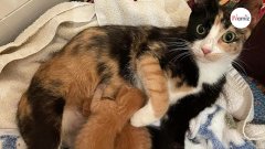 Elle trouve un chat errant à la station-service : il lui dévoile son secret le plus précieux