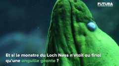 Le monstre du Loch Ness était-il une anguille géante ? | Futura