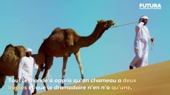 Pourquoi un chameau a-t-il deux bosses ? | Futura