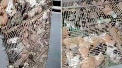 Chine : ces chats volés et enfermés dans des cages étaient destinés à être mangés, avant d'être sauvés