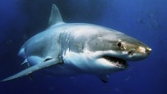 Des requins en Méditerranée, Faut-il en avoir peur