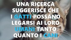 I gatti sono molto affettuosi