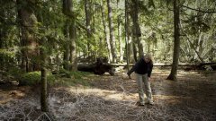 « L'Intelligence des arbres » : le réseau social de la forêt