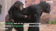 Certains chimpanzés ont un os vital dans le cœur | Futura