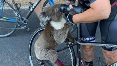 Australie : un koala déshydraté demande de l'aide à une cycliste qui le fait boire