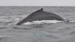 Plongez à dos de baleine en Antarctique