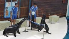 Quatre otaries jouent au volley-ball