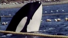 Blackfish, une enquête sur l’histoire de Tilikum, l’orque tueuse