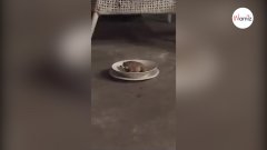 La comida de su gato desaparecía: una noche, decide quedarse al lado del comedero y no da crédito a lo que presencia