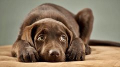Voici 4 choses que les chiens peuvent ressentir avant qu’elles ne se produisent
