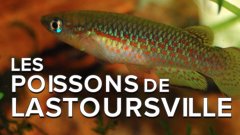 Interview : les curieux poissons des grottes de Lastoursville