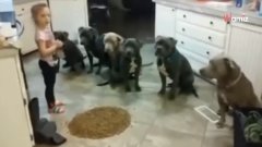 Deja a su hija sola con 6 pitbulls: millones de personas sienten  escalofríos al ver lo que hacen (Vídeo)