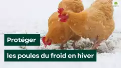 Poulailler et hiver : l’astuce imparable pour savoir si vos poules ont froid