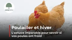 Poulailler et hiver : l’astuce imparable pour savoir si vos poules ont froid