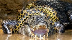 Brésil : une photographe immortalise un combat extrêmement rare entre un caïman et un anaconda