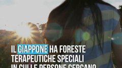 “Bagno nella foresta”, la pratica giapponese per il benessere