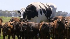 C'est la vache la plus géante du monde, elle fait passer les autres pour ses enfants !